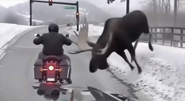 ANIMALS FUCKING HATE US: VOLUME 283