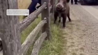 Hog attacks a fat pig oh one's days!