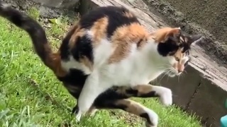 cat does literal crazyshit