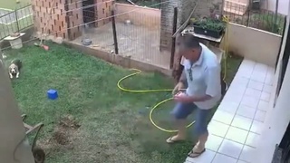 Pesky ants