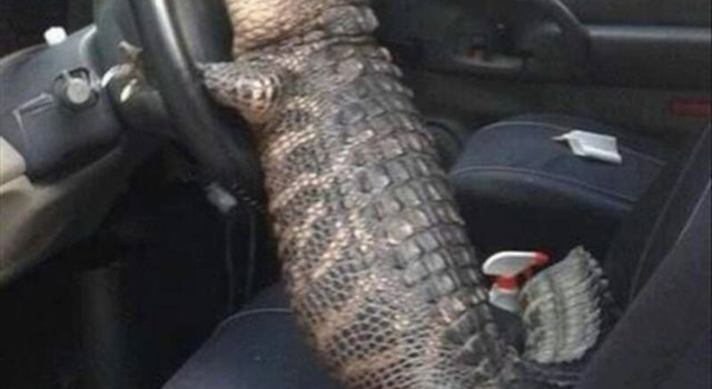 uber