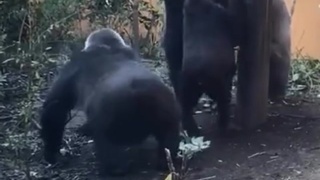 THE ORIGIN OF TWERKING