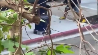 Police dog