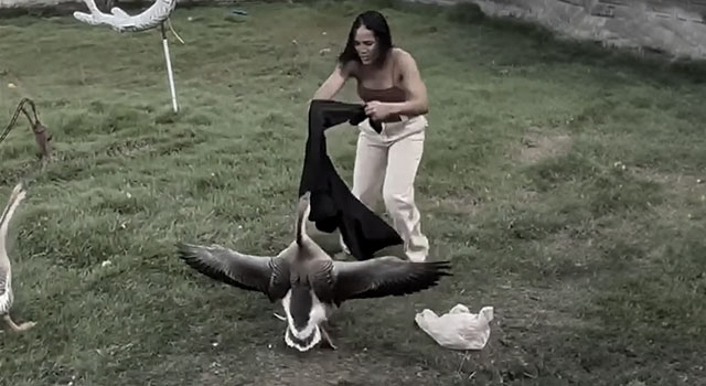 ANIMALS FUCKING HATE US: VOLUME 293