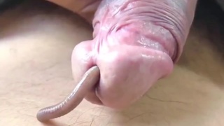 Urethra, a safe home
