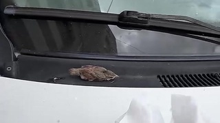 How to help birds