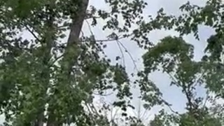 Tree Flattens Cabin