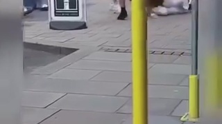 Bitches N Buses
