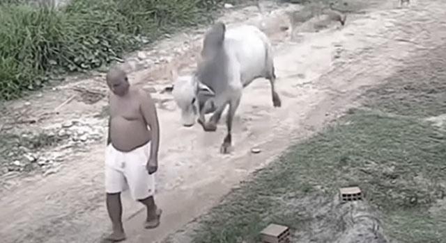 ANIMALS FUCKING HATE US: VOLUME 295