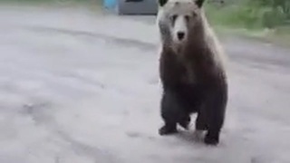 "Man or Bear ?"
