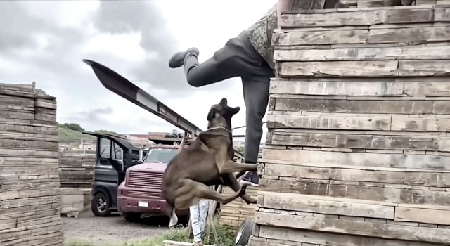 ANIMALS FUCKING HATE US: VOLUME 298