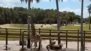 Giraffe Knocks Out Ostrich