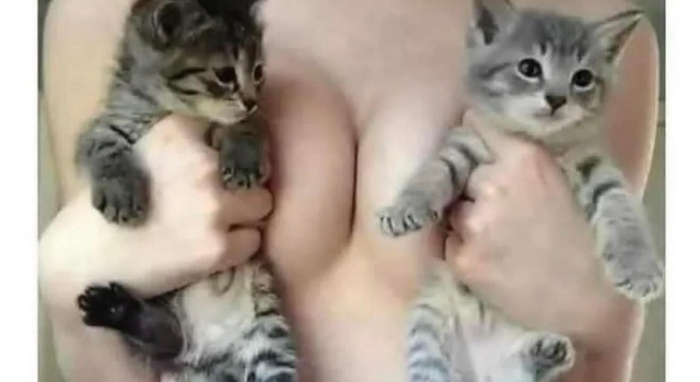 A Kitty Pic
