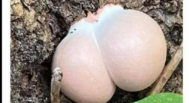 Calm Your Saggy Nuts
