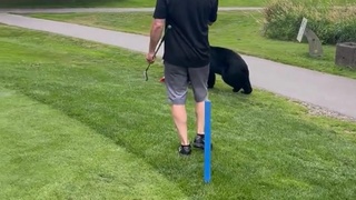 Bear Takes Golf Clubs