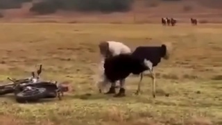 Animal pass denied