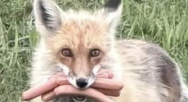Business Trip Fox