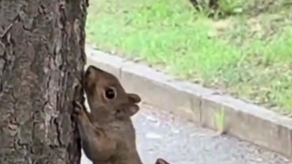 Just a squirrel