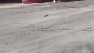 Pig tasers guy at gas pump and starts him on fire