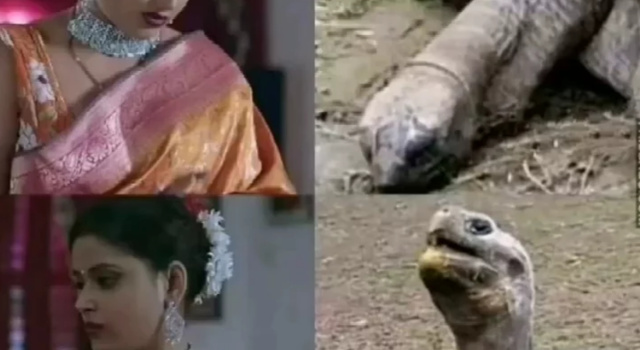 Big Turtle Energy