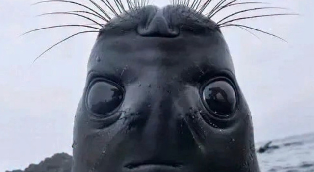 Front Cam POV