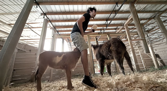 ANIMALS FUCKING HATE US: VOLUME 303