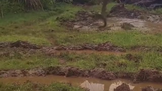 THAT'S ONE BIG ASS PYTHON!!!