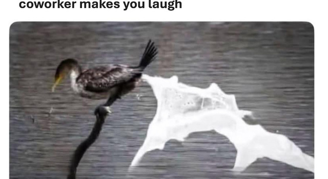 Creampie Laugh