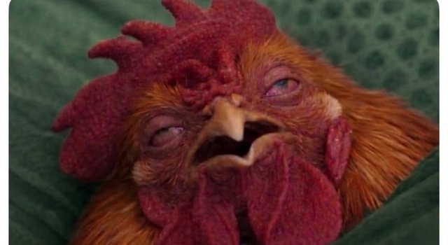 Cocky Chicken