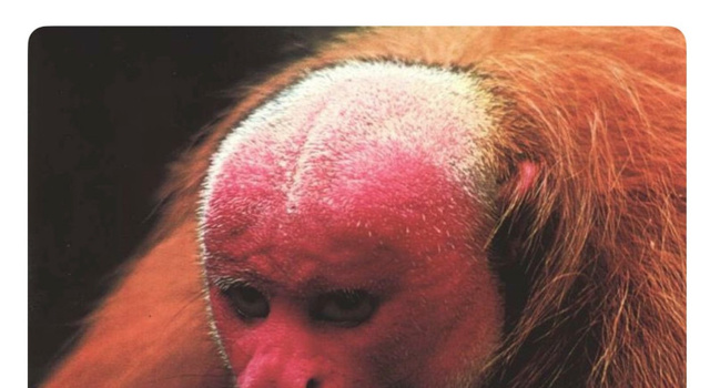 Shaved Balls