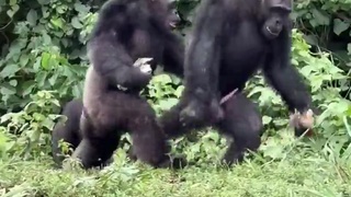 Chimps are a bit ghay
