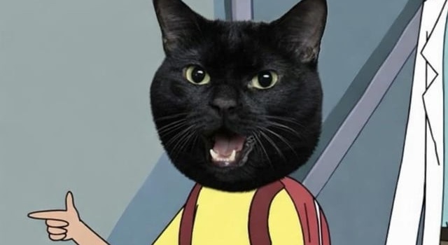 Cat Following