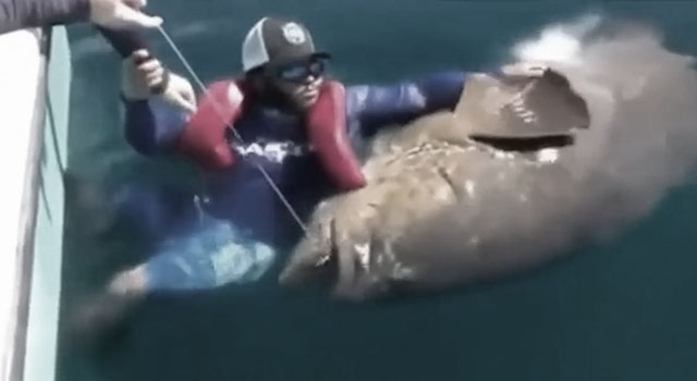 ANIMALS FUCKING HATE US: VOLUME 309
