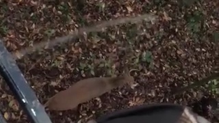 R Kelly goes hunting