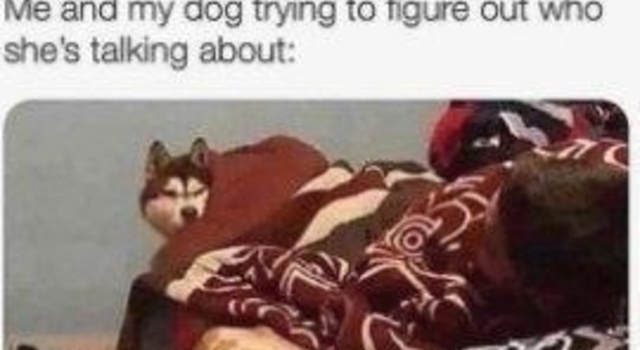 Me Or The Dog?