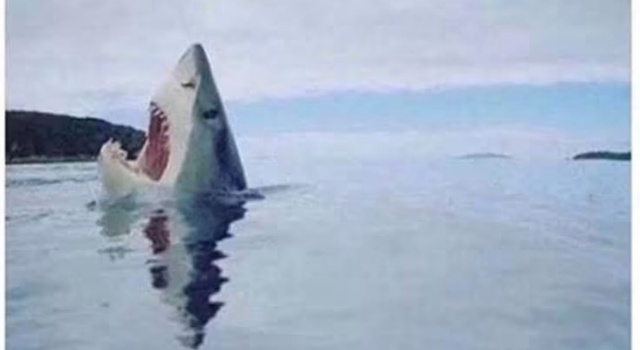 Lego Shark