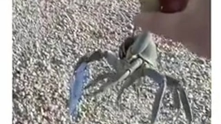 Mr-Krabs Caught with a SHANK! 0mg!