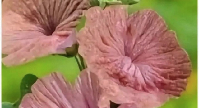 Smelling The Flowers