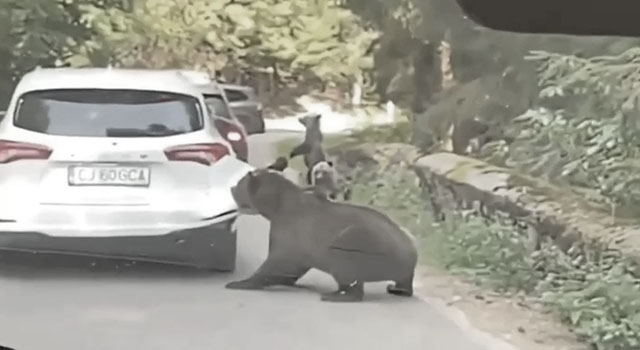 ANIMALS FUCKING HATE US: VOLUME 307