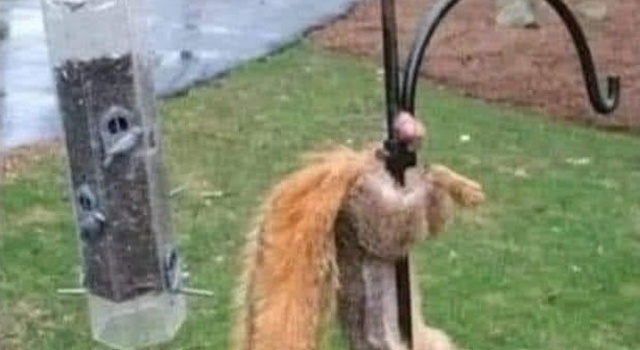 Bad Day Squirrel