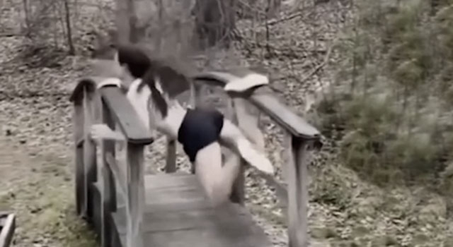 STUPID HUMAN SHIT