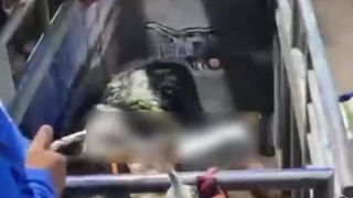 Rodeo Pro