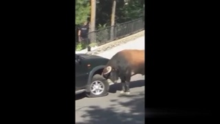 Explain this to the insurance company