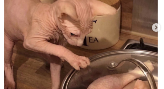 Cat Existential Crisis