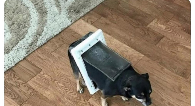 Dieting Be Like