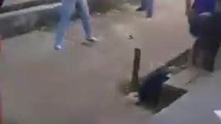 Cat Fight
