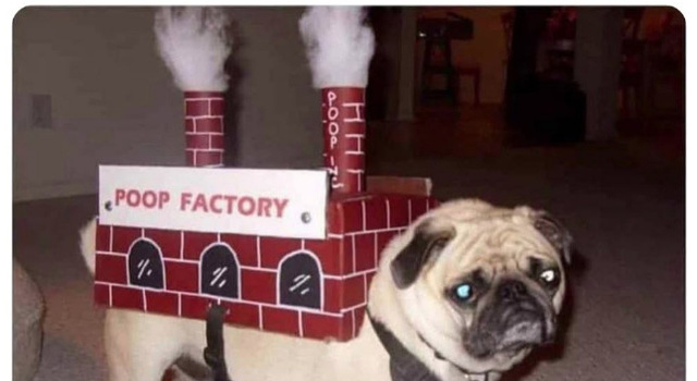 Perfect Halloween Costume