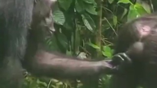 Monkey business