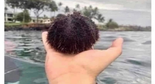 Sea Urchin In Disguise