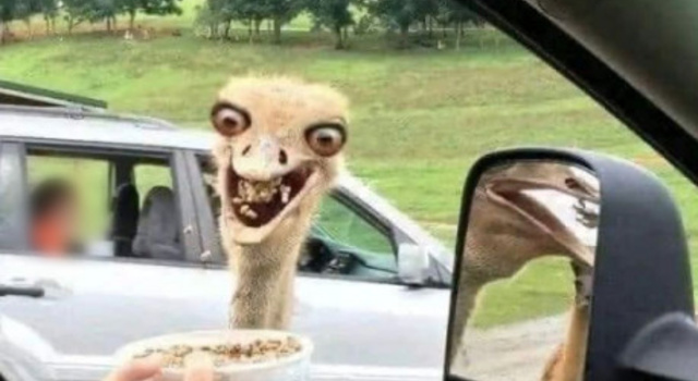 Ostrich Food